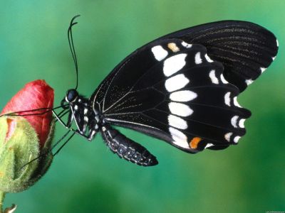 normal_www_tapety-wallpapers_cz-Hmyz-0005