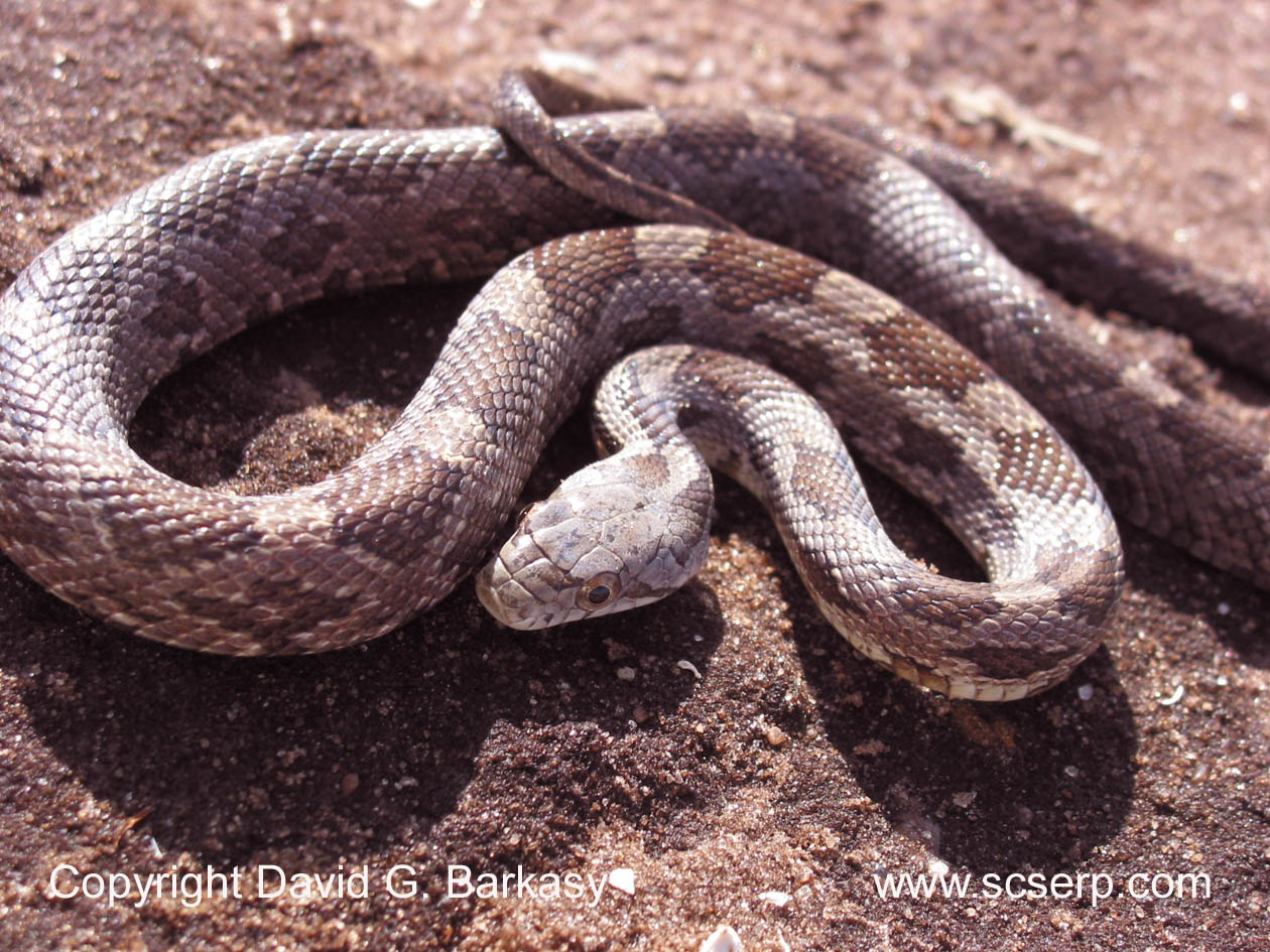 BlackRatSnakeJuvenile001