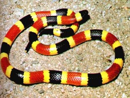 coral-snake