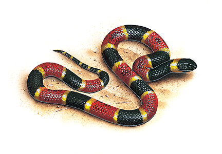 coral-snake-info0