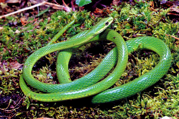 rough green snake