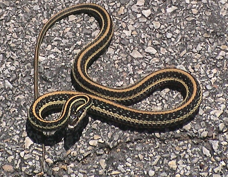 TexasGarterSnake-P0785-72dpi-26Apr'05