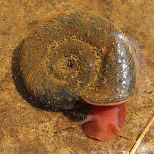 225px-Posthornschnecke1