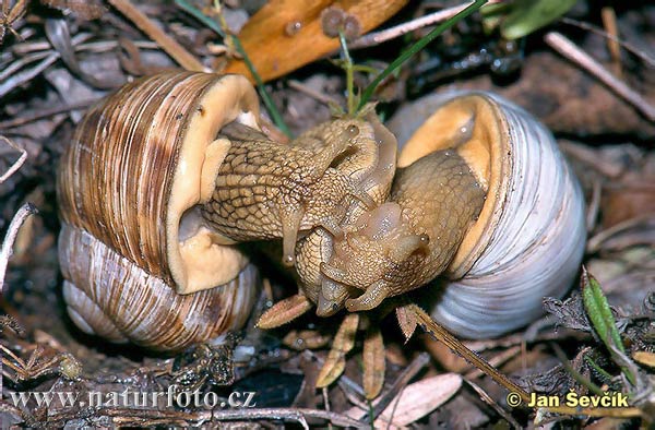 hlemyzd-zahradni--helix-pomatia