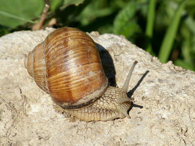 Slimák záhradný (Helix pomatias)