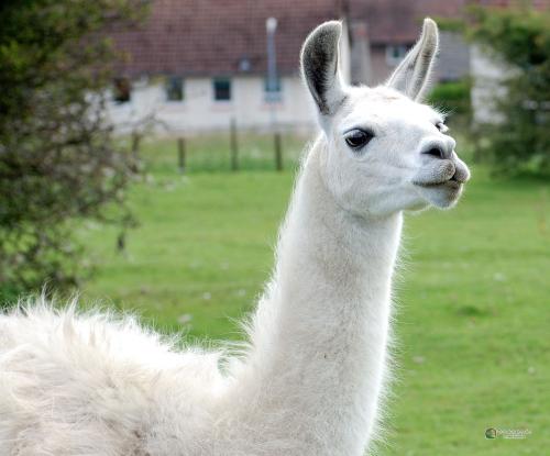 86759-animal-lovers-lama