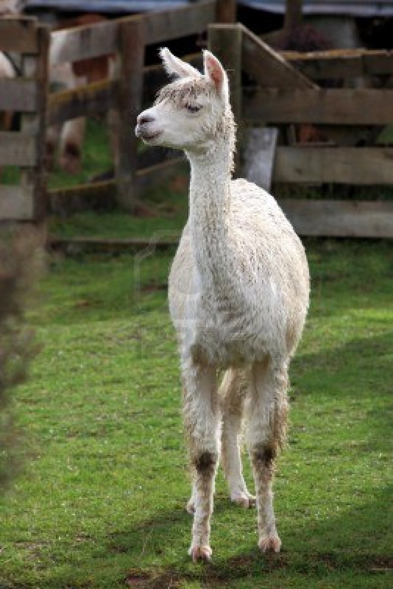 9365376-young-lama-in-farm-with-green-grass