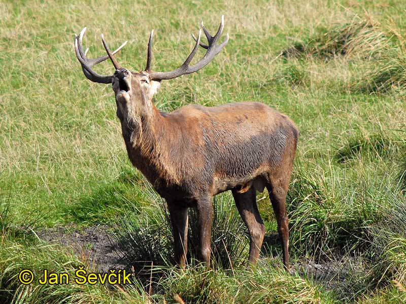 +cervus_elaphus_jelen