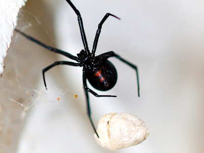 black_spider1