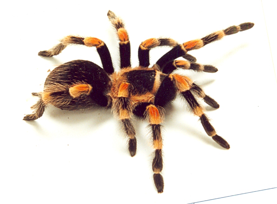 brachypelma_smithi0001