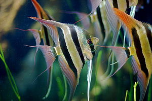 300px-Group_of_Pterophyllum_Altum