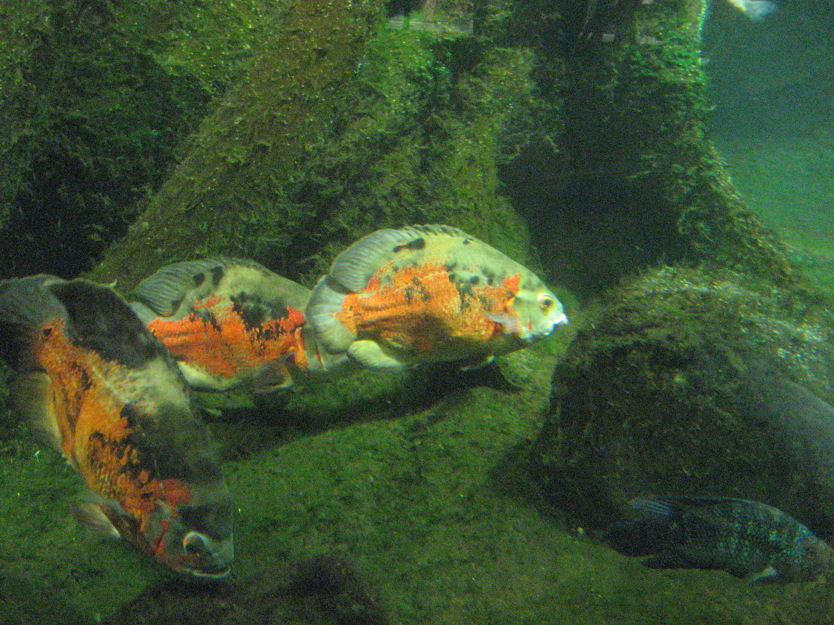 Ryby_v_ZOO_(7)