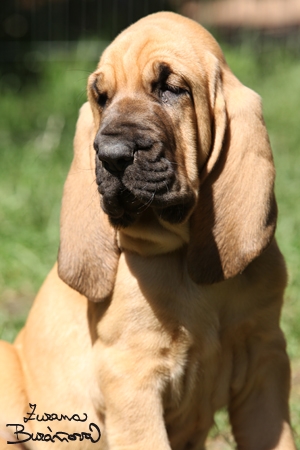 Bloodhound