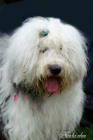 Bobtail