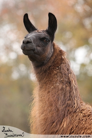 lama 0