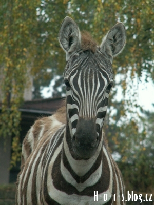 zebraajh