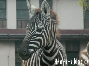 zebra