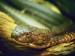 11_small-snake-on-the-wood-wallpapers