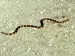 coral-snake_508_600x450