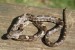 juvenile-black-rat-snake