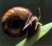Planorbarius corneus Okruzak plosky 2 web