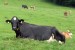 crna-austrijska-krava-se-odmara-na-pasnjaku[1]
