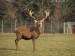 +Red-Deer-Stag-Images-Farmed-Venison-6