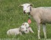 ovce-domaci-38609
