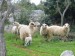 Ovce-Losinj