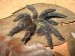 +colorful-new-tarantula-species-found-brown_60883_600x450