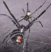Baby Black Widow Spider