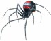 black widow spider 4