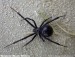 black_widow_spider