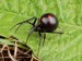 black-widow-spider_469_600x450