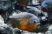 268px-Gregory_Moine_-_Red_bellied_Piranha_(by)