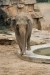 258px-Asian_Elephant_Prague_Zoo