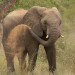 1435_b-slon-africky