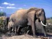 slon-elephant-185809