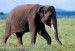 slon-indicky--elephas-maximus-1