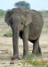 slon-indicky--elephas-maximus-slon-7